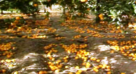 Protesto dos produtores de laranja