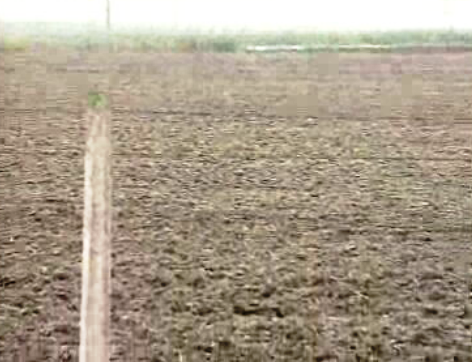 Agricultores do Ribatejo queixam-se da seca