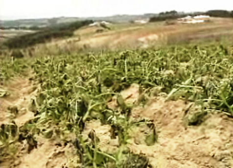 Produtores de arroz queixam-se da seca