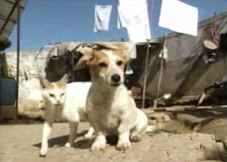 Casal com excesso de animais em casa