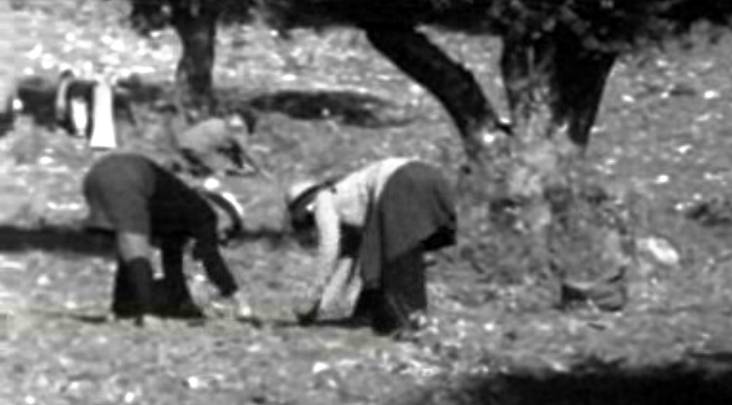 A Azeitona Tem Estado Muito Boa