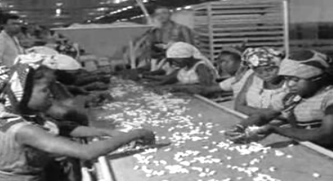 Fábrica de caju em Moçambique