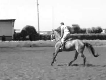 Treino hípico em Lisboa