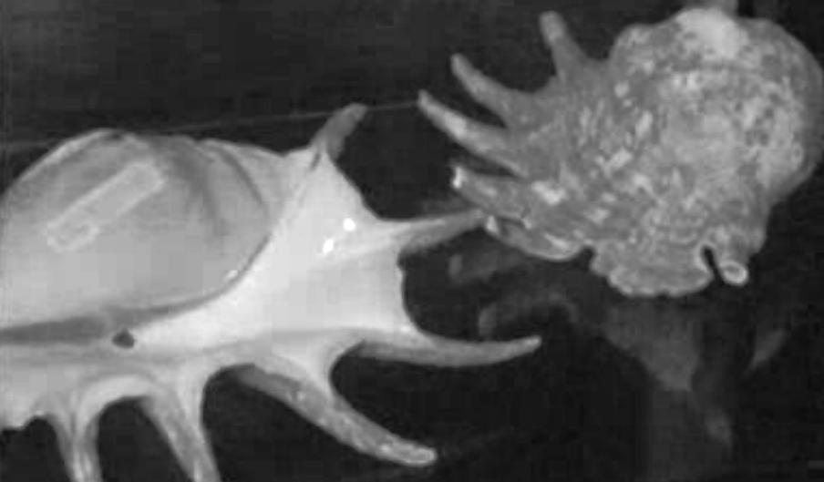 Exposição de conchas e corais