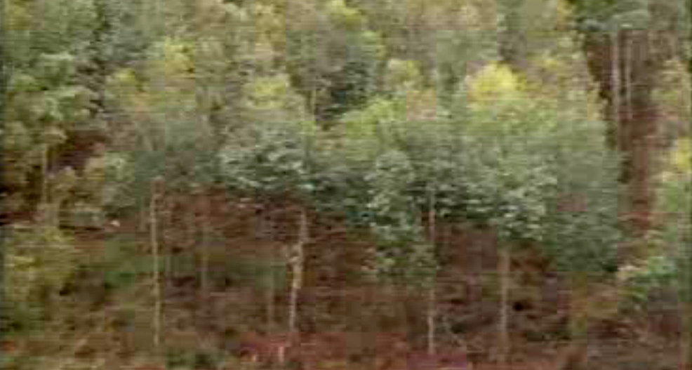 A Cultura do Eucalipto em Portugal – Parte I