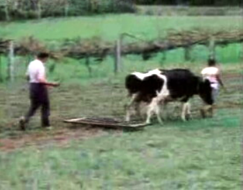 Análise à agricultura portuguesa