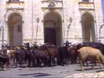 Dia de Santa Quitéria em Meca