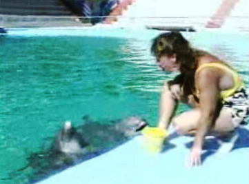 Gravidez de golfinho fêmea