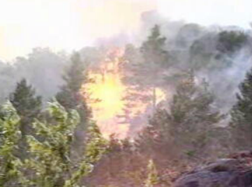 Fogos florestais de Verão II