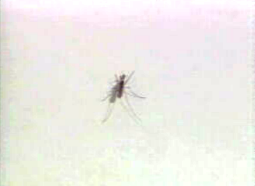 Epidemia mundial de malária