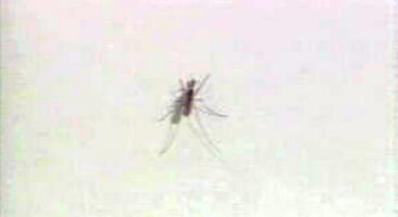 Epidemia mundial de malária