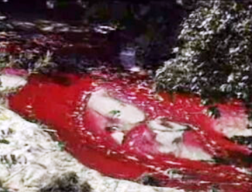 Poluição do Rio Ave