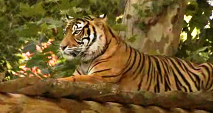 Vamos ao Jardim Zoológico