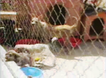 Abandono de animais no Verão