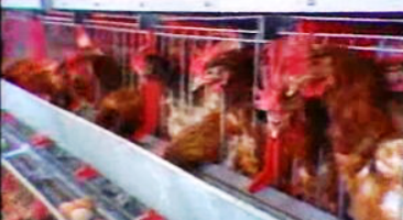 Peste das galinhas