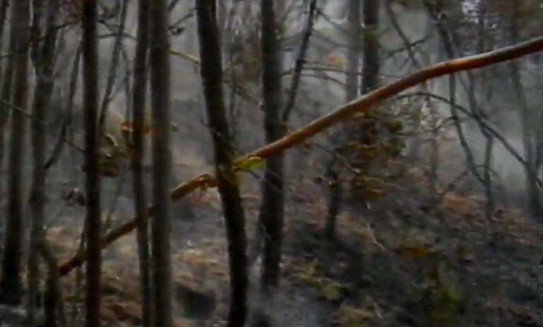 Reunião da Comissão Parlamentar de Análise dos Incêndios