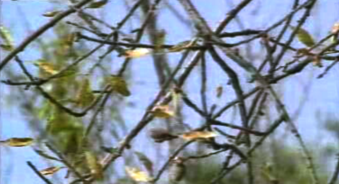 A produção de amêndoas no Algarve