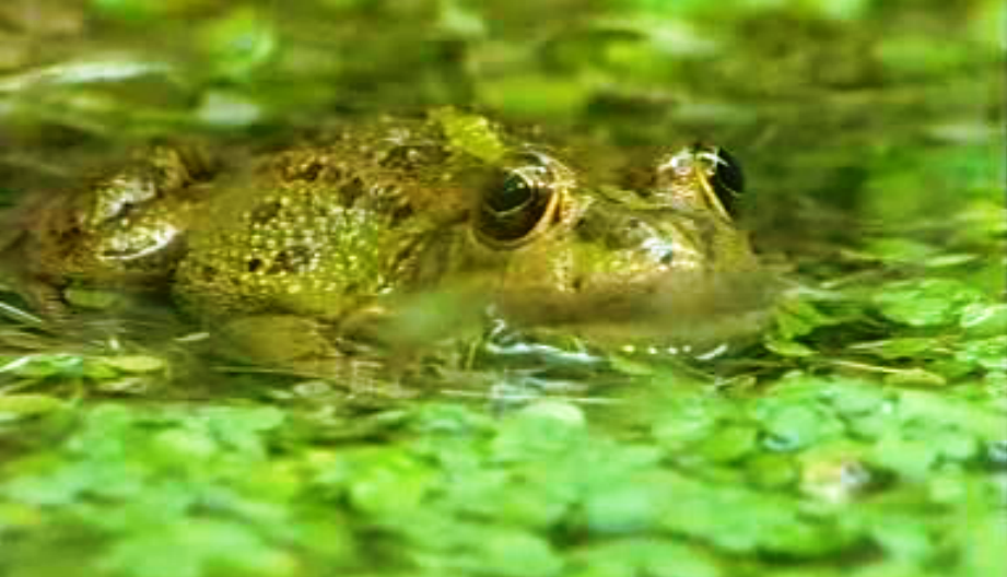 Novo Fluviário de Mora