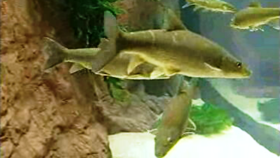 Inauguração do Fluviário de Mora II