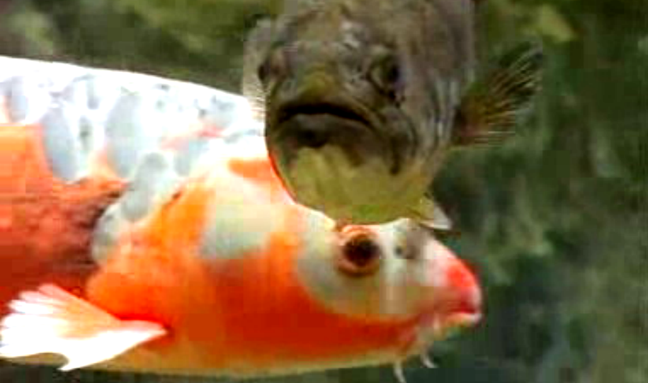 Sucesso do Fluviário de Mora