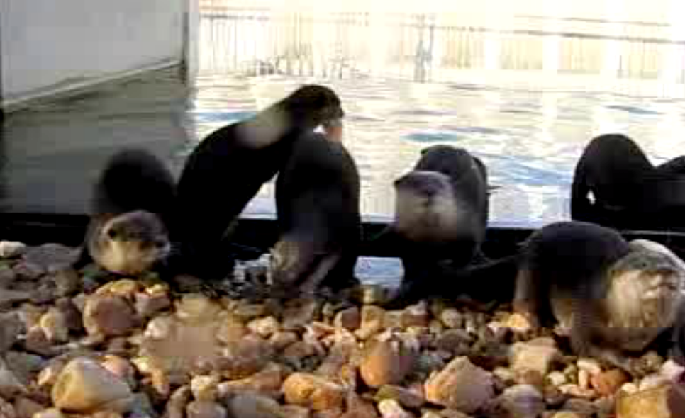 Nascimento de lontras no Fluviário de Mora