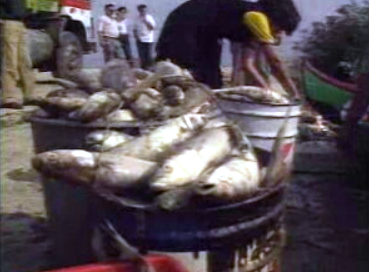 Morte de peixes no rio Tejo