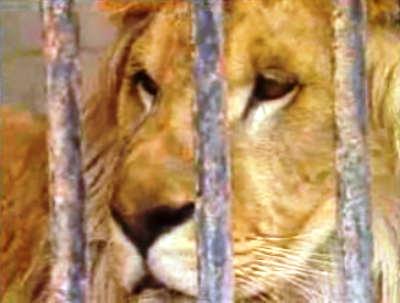 Campanha pelo Jardim Zoológico