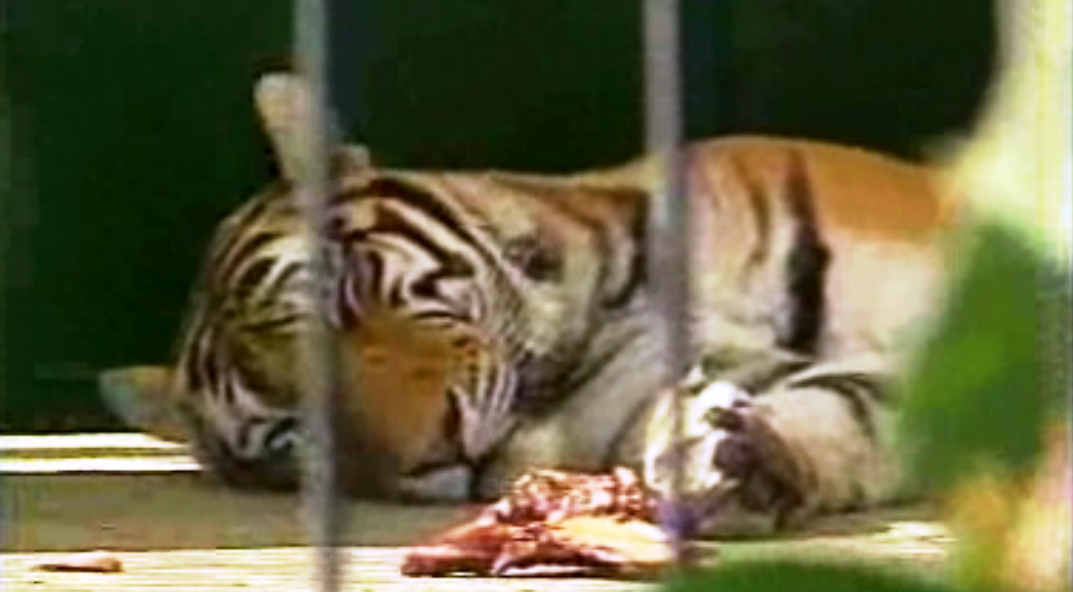 Remodelação do Jardim Zoológico