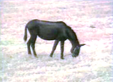 Prevenção contra a peste equina