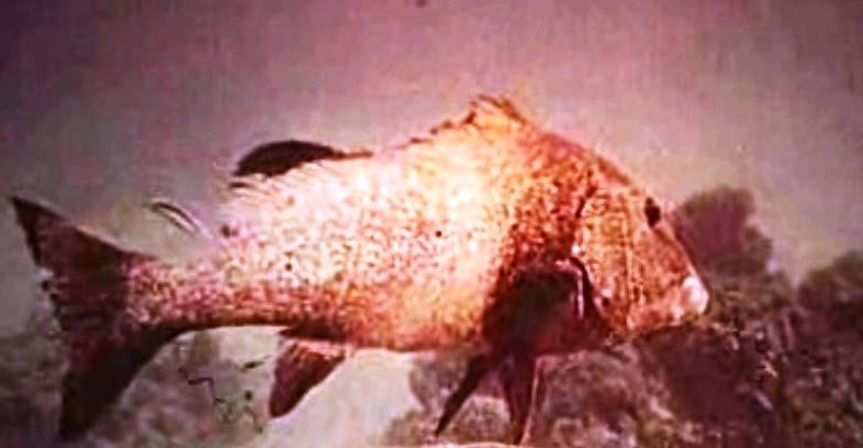 A Importância do Mar no Futuro, Ep. 08 – Parte I