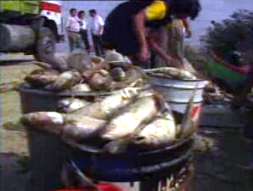 Peixes mortos no Tejo