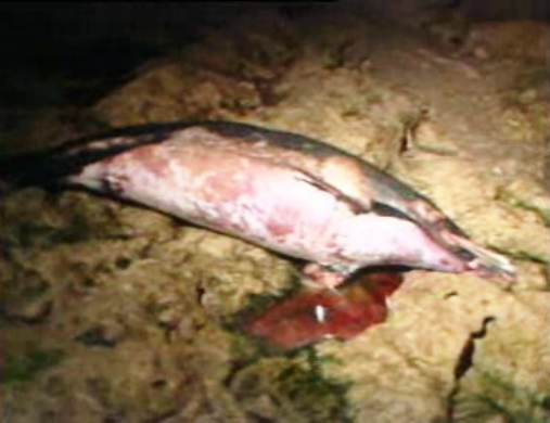 Morte de um golfinho
