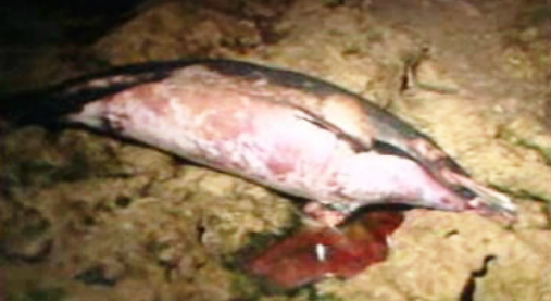 Morte de um golfinho