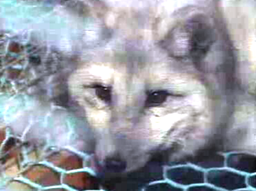 Criação de raposas