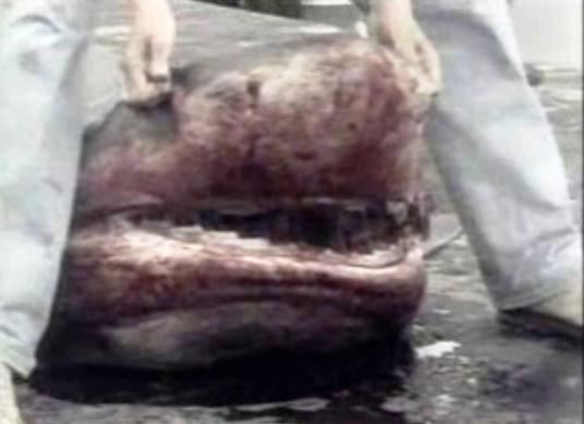 Tubarão capturado nos Açores