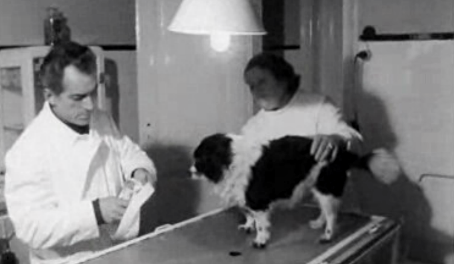 Sabe o que é a Sociedade Protectora dos Animais?