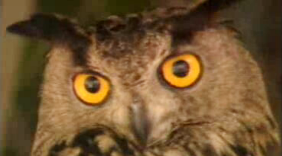 Aves em risco de extinção