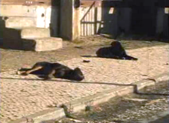 Animais domésticos abandonados