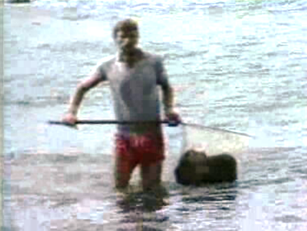 Apanha de algas nos Açores