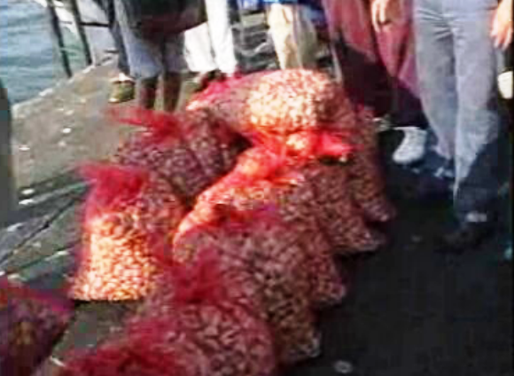 Análises à ameijoa