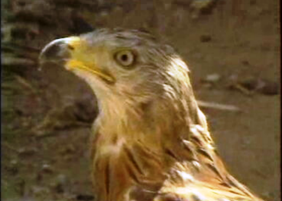 Centro de recuperação de aves