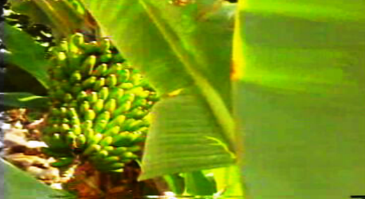 Comercialização de bananas da Madeira
