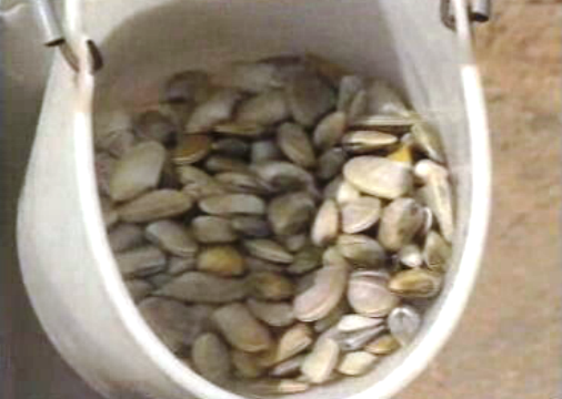 Apanha de bivalves