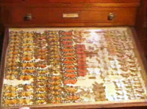 Coleção de borboletas de Timóteo Gonçalves