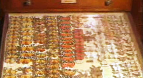 Coleção de borboletas de Timóteo Gonçalves