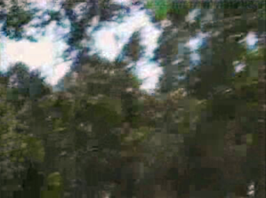 Estado da floresta portuguesa