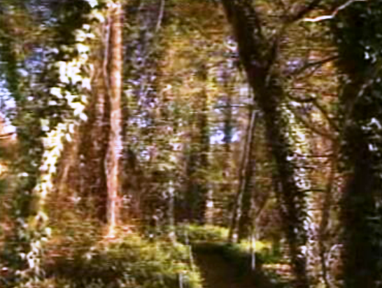 Parque Natural de Avintes