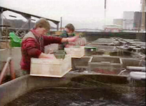 Piscicultura nuclear