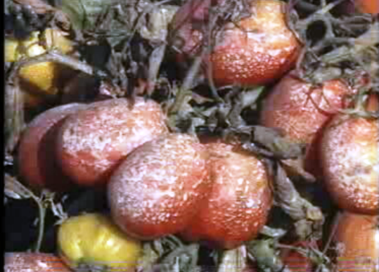 Reunião de produtores de tomate
