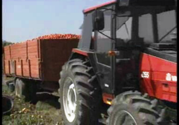 Produção e escoamento de tomate